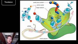 DNA and RNA  Part 2 [upl. by Bose]