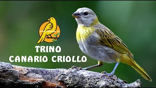 🐣 CANTO de CANARIO CRIOLLO Fino para Enseñar 🐦 [upl. by Marcia]