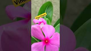 Vinca flower plant ☘️🌵plants sadabahar youtubeshort trendingshorts [upl. by Auqkinahs]