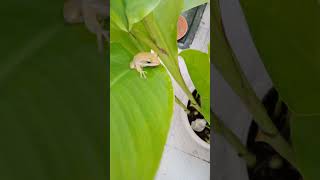 Frog on plant [upl. by Gean356]