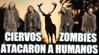 ENFERMEDAD DEL CIERVO ZOMBIE PUEDE CONTAGIARSE EN HUMANOS [upl. by Cora18]