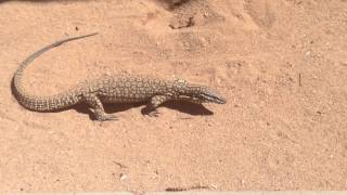 Spiny Tailed Monitor  Varanus acanthurus or ridgetailed monitor Mackerel Islands [upl. by Al]