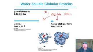 Chapter 4  pt7 Silk Fibroin amp Globular Protein Intro [upl. by Hayilaa]