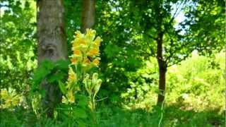 Lněnice květel  Yellow Toadflax Linaria vulgaris [upl. by Derfla117]