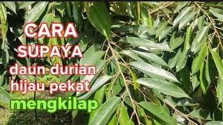 CARA SUPAYA DAUN DURIAN HIJAU MENGKILAP ‼️ [upl. by Ricki858]