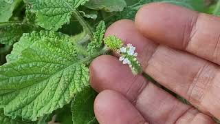 Heliotropium indicum Scorpions tail [upl. by Tigirb]