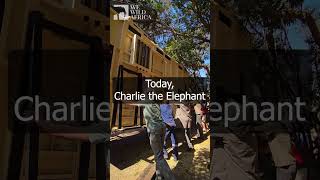 Mammoth Translocation Effort to Rewild the Last Remaining Elephant at the Pretoria Zoo​ [upl. by Cornelia939]