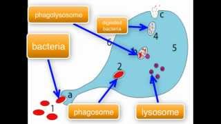 Immunology  Macrophage function part 34 [upl. by Esertak]