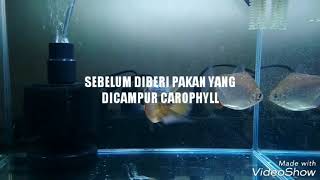 SEBELUM amp SESUDAH PEMBERIAN CAROPHYLL KE IKAN LOUHAN [upl. by Anetsirhc841]