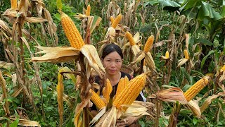 Harvesting corn separating kernels  Popcornep36 [upl. by Adniram]