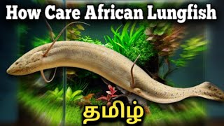 How to Care African Lungfish  Tamil [upl. by Ailed901]