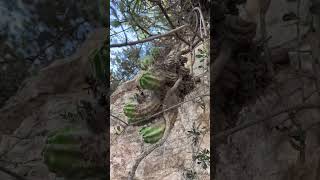 Explorando ecosistemas de cactaceas en México y el resto del continente ❤️🌵 [upl. by Leyameg]