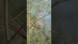 Amazing Shrike Facts 5 Fascinating Things About Shrikes You Wont Believe  Fauna Fax Shorts [upl. by Weidner]