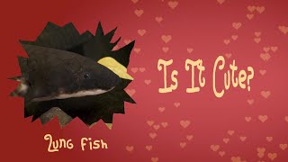 Is it cute Lungfish the fish that can breathe air [upl. by Filip]