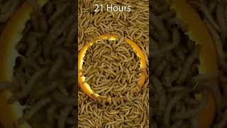 100000 Mealworms Eating Orange shorts [upl. by Audie131]