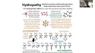 Threonine polar amino acids amp power of oxygen electronegativity nucleophilicity amp phosphorylation [upl. by Fennelly159]