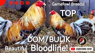 Beautiful Bird DomBulik Gamefowl Bloodlines Showing  Boyakz Backyard [upl. by Erlinna255]