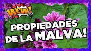 Para Que Sirve La Malva Blanca ▸ Malva Propiedades Y Contraindicaciones [upl. by Cannice]