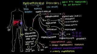 What are myeloproliferative disorders [upl. by Eirehc645]