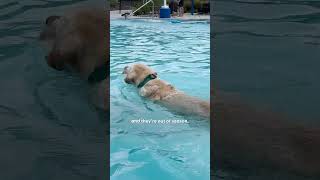 Dog Obsessed With Water Goes To A Waterpark  The Dodo [upl. by Ecerehs]