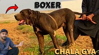 Boxer ko Gaon bhej dia [upl. by Eednyl]