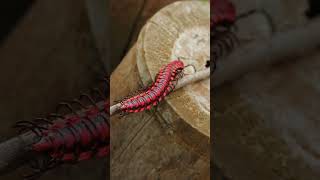 Centipede in home centipede wildlife animalshorts animals viral shorts insects facts [upl. by Siuoleoj388]