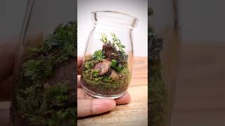 Adding springtails to a mini terrarium [upl. by Niwroc553]