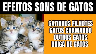 EFEITOS SONOROS GATINHOS efeitos sons gatinhos pet pets gatos [upl. by Erdnael]