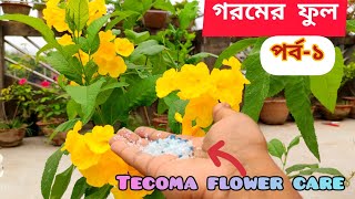 টেকোমা Tecoma  গরমের ফুল পর্ব  ১  How to care Tecoma flower plant [upl. by Howlyn157]