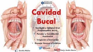 Anatomía  Cavidad Bucal Paredes Contenido Irrigación Inervación [upl. by Zehe]