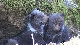 Nationalpark Bayer Wald Drei BabyBären kommen mit Mama aus Höhle [upl. by Libbna983]