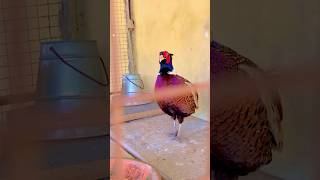 Pheasant Bird Soundshortsfeedshortsviralshortsbirdspheasantssoundbirdssongsfarmingenjoyment [upl. by Adnauqal]