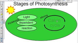 Chloroplast Video Lesson New with review [upl. by Aletha]