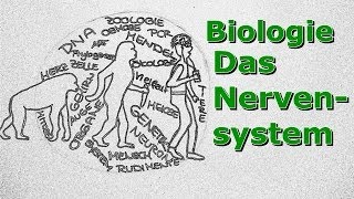 Nervensystem  Ein Überblick [upl. by Tebzil]