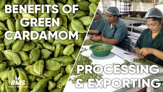 Green Cardamom Plucking Trading Exporting  Rose Maria Spices RMS Idukki Kerala India [upl. by Inalak]