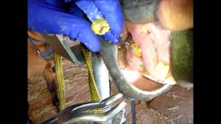 Equine dentistry Removing tartar from canine teeth [upl. by Ahsinak784]