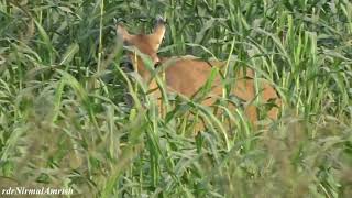 नीलगाय  ज्वार के खेत में चरते हुए nilgai animals beauty bluecow village wildlife wildanimals [upl. by Gene]