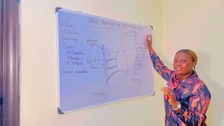 MEDIASTINUM  ANATOMY  BOUNDARIES  CONTENT  MEDIASTINAL SYNDROME [upl. by Anaeg]