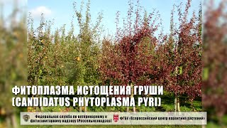 Фитоплазма истощения груши Candidatus Phytoplasma pyri [upl. by Anavoig906]