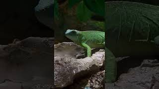 Brachylophus fasciatus фиджийская игуана Fijian iguana Iguana Fiji フィジーイグアナ iguana de Fiji [upl. by Bellew672]