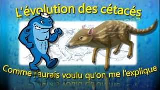 Lévolution des cétacés comme jaurais voulu quon me lexplique [upl. by Geoff544]