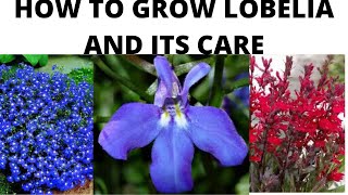 HOW TO GROW LOBELIA PLANT AND ITS CARE IN HINDIURDU [upl. by Hulbard]