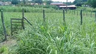 How to identify bushy beardgrass Andropogon glomeratus [upl. by Anastasius528]