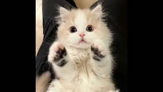 Watch This Irresistibly Cute Baby Cat [upl. by Talia]