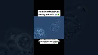 Human Immune Cell Eating Bacteria microbiology [upl. by Utica518]