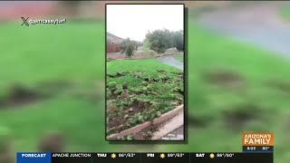 Hungry Javelinas heavily damage Sedona golf course [upl. by Lebanna]