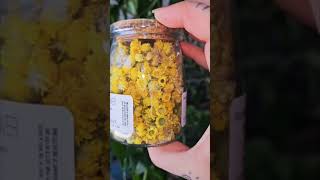 Helichrysum Information and Benefits herbs gardening helichrysum herbalist [upl. by Thordis]