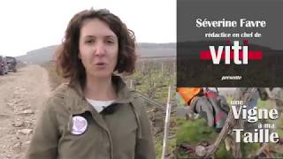 Une vigne à ma taille 1  Comment établir un pied de vigne avec la taille chablis [upl. by Alleacim534]