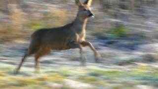 Running deer [upl. by Melodie]