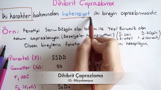 Kalıtım 10 Sınıf  Dihibrit Çaprazlama [upl. by Tuinenga]